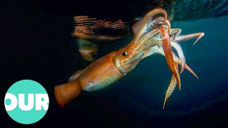 The Truth About Killer Squid | Our World
