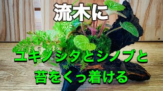 苔とシダと山野草の活着流木