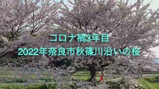 コロナ禍3年目　2022年奈良市秋篠川沿いの桜