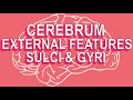 Cerebrum: External Features, Sulci & Gyri