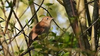 Ptice Hrvatske - Slavuj (Luscinia megarhynchos) (Birds of Croatia - Nightingale) (3/6)