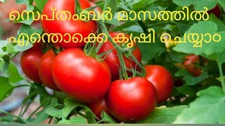 സെപ്റ്റംബർ മാസത്തിൽ എന്തൊക്കെ കൃഷി ചെയ്യാം? /What  to plant in September?