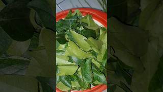 2 வாரம் வரை காயாமல் கறிவேப்பிலை இருக்னுமா #tips#how to store curry leaves 🍃 #shorts