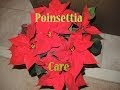 Caring for Poinsettia