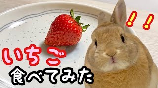 【超高級フルーツ】いちごをうさぎにあげたら過去最高の食べっぷりを見せてくれました【Part52】