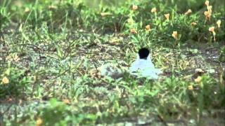 「　野鳥百景　」　コアジサシ２羽の雛へ給餌