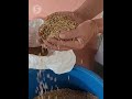 engineer tries out new method of rice farming