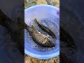 the process of catching mandarin fish in the stream