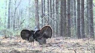 Hot Gobbling Turkeys - South Carolina, Cowden Plantation