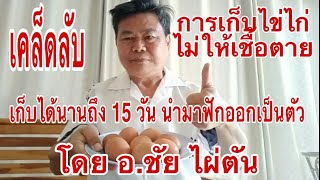 เคล็ดลับ เก็บไข่ไก่ ไม่ให้เชื้อตาย ได้นาน 15 วัน ฟักออกเป็นตัว#โดย อ.ชัย ไผ่ตัน