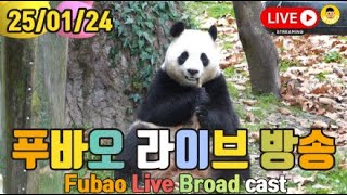 25년 01월 24일 푸바오 영상 라이브 방송(25.01.24 Fubao Live Broad Cast) : 11월달 푸바오 다시보기~❤❤