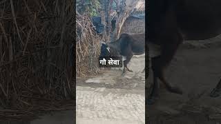 गौ सेवा परम धर्म