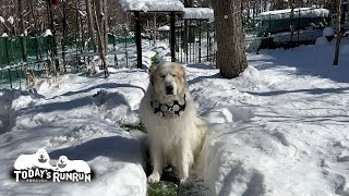 なかなかイタズラに気づいてもらえないので眠くなってしまったアランです　Great Pyrenees　グレートピレニーズ