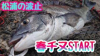 松浦で春チヌを狙おう❗【波止チヌ】マジカグレチャンネル