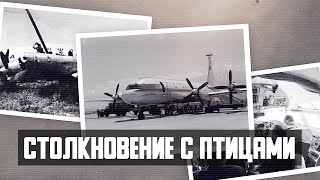 Авиакатастрофа Ил-18 в Ташкенте. Столкновение с птицами.