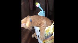 茶トラ猫「ひろし」ビール箱と合体するもやっぱり邪魔邪魔～～!! Cat in a box- Reminds me of Maru