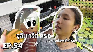 เลี้ยงปลาหางนกยูงสร้างรายได้ง่ายๆ EP 54 | ตัวช่วยให้คุณภาพน้ำดี