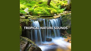 Complex Summer Nature Sounds