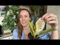 big wish list plant haul u0026 unboxing grow tropicals 7 plants and eco friendly moss pole