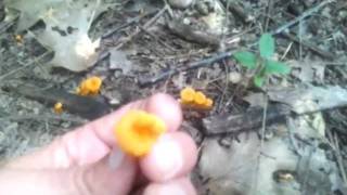 Craterellus ignicolor - Small Chanterelle