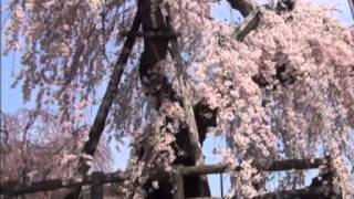 『弘前桜まつり 2015』（仮）