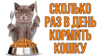 Сколько раз в день нужно кормить кошку