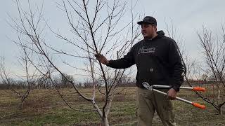 Prunning Peaches