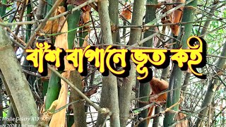 বাঁশ বাগান | বাঁশেৱ লাঠি | বাঁশ বন | বাঁশ বাগানেৱ ভুতের আন্দোলন