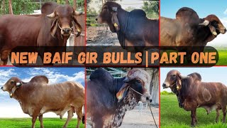 Don't Miss Your Chance to See These Extraordinary BAIF Gir Bulls