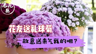 【寄养樱桃】花友送来球菊？一堆花花只剩一颗？这是故意气我的吧？Rescue ball chrysanthemum.