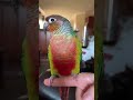 Give me a kiss | Parrot loves making kissing sound