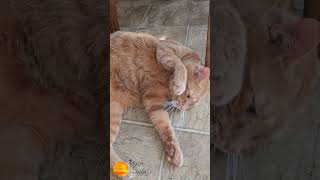 #MorningswithMurray #gingercat #catvideos #catlover #humor #funny #fun #humorous #laugh #orangecat