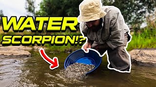 Panning For Gold in a Water Scorpion Infested Creek!