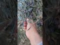 #asmr  #shortvideo #olives daming bunga,ng olives