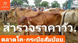 สำรวจราคาวัววันนี้ ตลาดวัวส้มป่อย อำเภออุทุมพรพิสัย จังหวัดศรีษะเกษ วัวผู้ วัวไทกี้ เกษตรกรวันหยุด