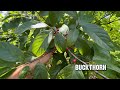 improving whitetail habitat by controlling invasive species buckthorn