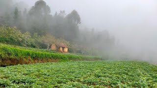 Farm land for Sale in Kodaikanal|52-சென்ட்டில் அழகிய பண்ணைநிலம் விற்பனைக்கு|Best Homestay spot|E-175