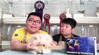 英国安哥拉兔子ARBA完美标准 Standard Of Perfection -English Angora SOP