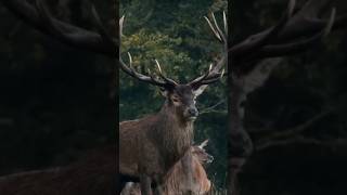 Magestic red deer 🦌 stag #animals #animal #animalshorts