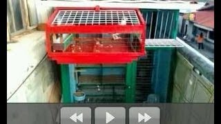 Small Pigeon Loft Ideas