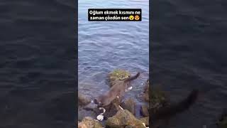 Ekmekle Balık avlayan kedi 🐠🙀👏 #shorts #reel #cats #trending #short