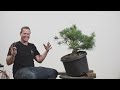 how to trunk bend a field grown pine bonsai