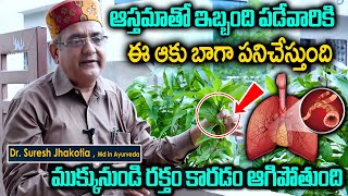 How to Control Asthma Naturally | Phlegm in Lungs | ఆస్తమా తొందరగా తగ్గిపోతుంది ఈ ఆకుతో | Sumantv