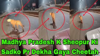 #Madhya Pradesh K Sheopur Ki Sadko Pr Dekha Gaya Cheetah #hyderabad @tv31newsnetwork