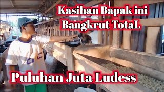 puluhan juta ludes || bangkrut nya ternak kambing pemula