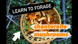 DEADLY or DELICIOUS: Chanterelle Mushrooms 101