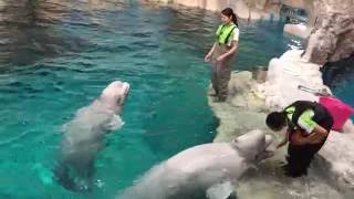 名古屋港水族館 ベルーガの公開トレーニング完全版 2016/07/09【13:30の回】