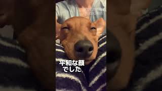 【平和な寝顔】起きてる時はカミツキガメ#平和が1番#peace #miniaturepinscher #petlovers #ミニピン