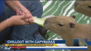 Here's how you can "chillout" with baby capybaras in Tampa Bay