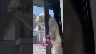 網戸の隙間に入り込む猫🐱可愛い！cat#catlover #cats #catlife #catlovers  #cat#cats #kitten#ネコ#猫#猫のいる暮ら#チンチラペルシャ